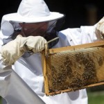 Izmenjen pravilnik o koriscenju podsticaja po kosnici pcela