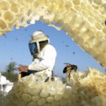 Podsticaj za pcelinjake 500 dinara po kosnici