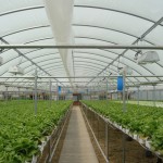 Preporuke za rasadjivanje rasada u plastenicima