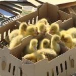 Održana osma prolećna berza sitnih životinja u Jagodini