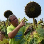 Radiša Radisavljević iz Medvedje rekorder u proizvodnji pšenice