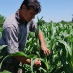 Smanjena hlebnost pšenice