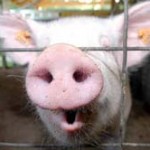 Cene na Stočnoj i na Zelenoj pijaci