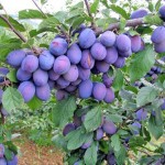 Podsticaji za vocarstvo