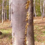 Gubar napao sume u Pomoravskom okrugu