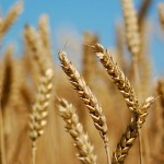 Savet poljoprivrednih strucnjaka: Obici parcele i pripremiti djubrivo