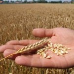 Psenica u dobrom stanju